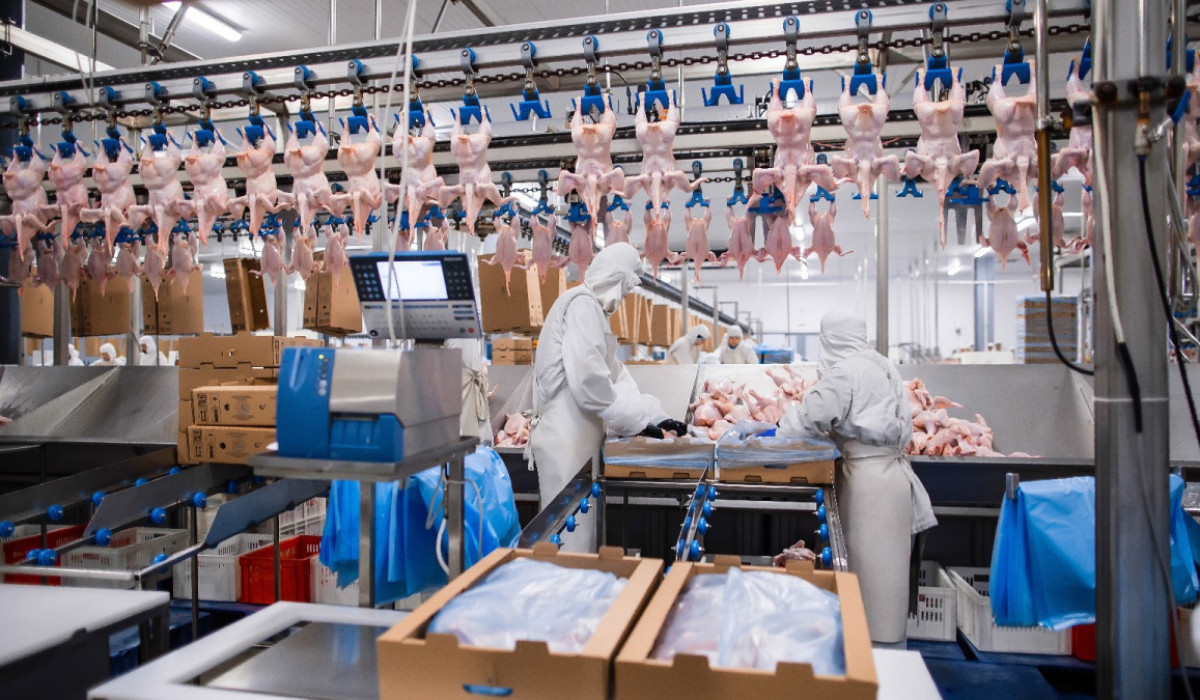 Poultry Element Poultry industry is boosting as a domestic demand increases - el.kz