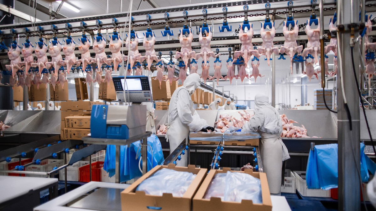 Poultry industry is boosting as a domestic demand increases