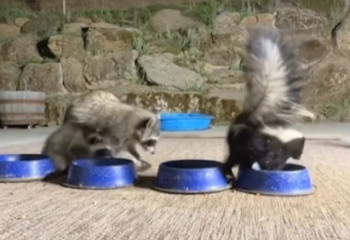 Девушка оставила еду бездомным котам и привлекла незваных гостей