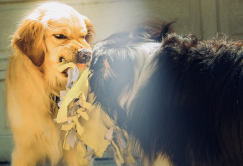 Смертельная опасность - как уберечь себя от бешенства