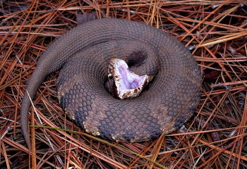 Змеи укусили двоих жителей ЗКО