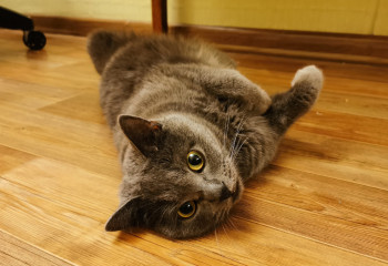 Где и за какую цену можно чипировать домашних животных в Астане и Алматы