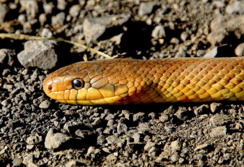 БҚО-да екі адамды жылан шақты