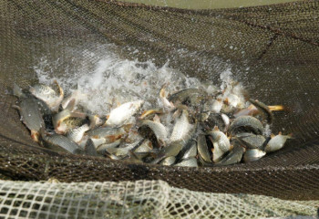 Свыше 3,5 тысяч тонн рыбы произведено в Туркестанской области