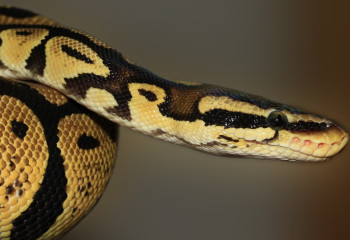 Батыс Қазақстанда екі адамды жылан шағып алды