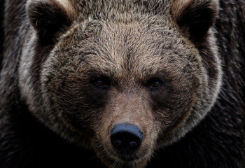 СҚО-да аюға тамақ беремін деген азамат қолынан айырылды