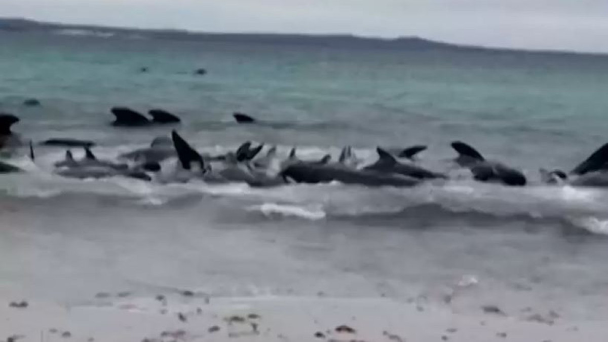 Около 70 черных дельфинов выбросило на пляж в Австралии