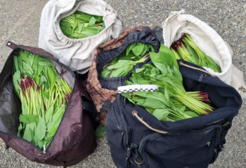 До 7 лет тюрьмы грозит трём жителям ВКО за попытку продажи черемши