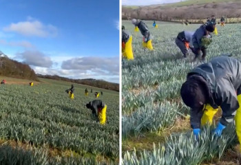 How Kazakhstanis earn a million tenge a month on farms in England