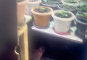Житель Уральска выращивал коноплю прямо в квартире
