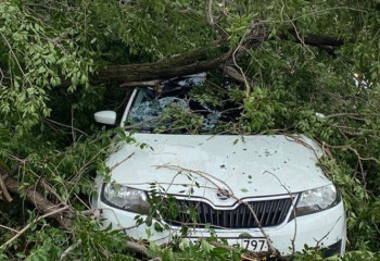 В Уральске дерево упало на автомобиль с водителем