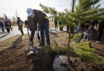 Биыл елордада 1 млн жасыл желек отырғызылады