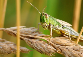 Саранча не повредила посевам – поля обследовали в Костанайской области