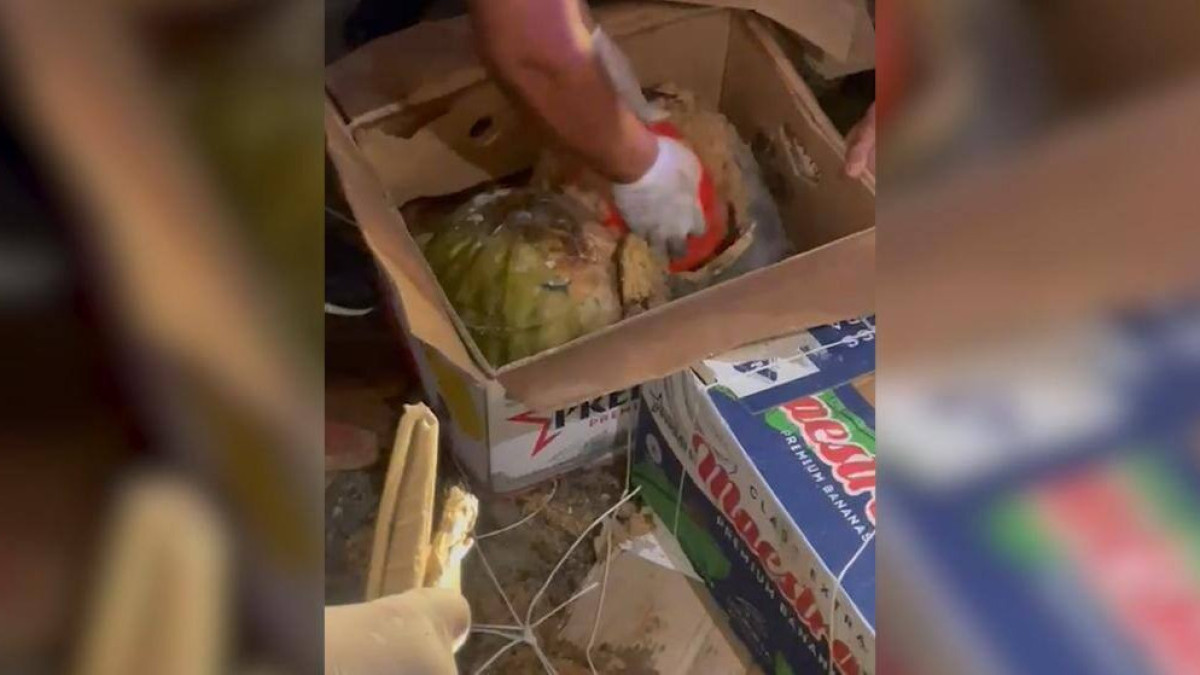  Видеодан кадр 