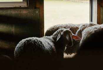 Павлодарда бұралқы иттер бір үйдің 80-нен астам қойын қырып кеткен