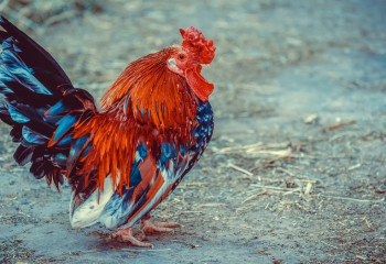 Казахстанцы стали потреблять в три раза больше мяса птицы - аналитики