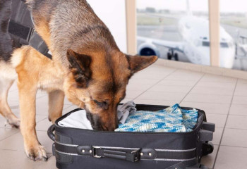 Шымкентте қызметтік иттердің көмегімен 27 қылмыс ашылды