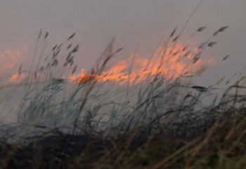 Өрт оқшауланды. Балқашта қамыс бықсып жатыр