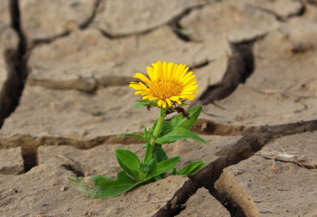 Засушливый август ожидается в Казахстане