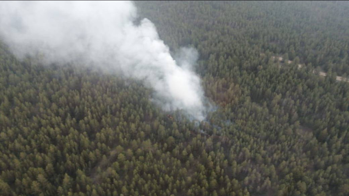 Пожар в области Абай: лес тушат 130 человек, огнеборцы из соседних регионов скоро прибудут на помощь