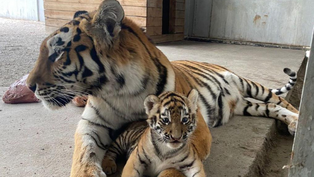 Шерхан и Шива – имена новорожденным тигрятам в Карагандинском зоопарке выбрали горожане