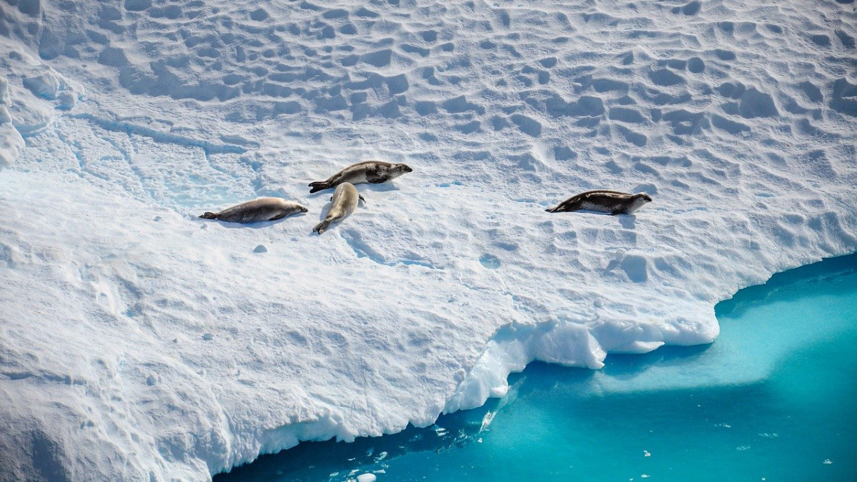 Антарктида тает – человечеству грозит новая опасность
