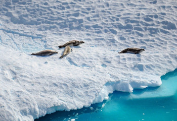 Антарктида тает – человечеству грозит новая опасность