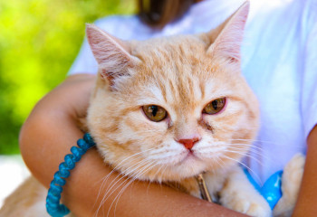 1 қыркүйектен бастап иттер мен мысықтар есепке алынады