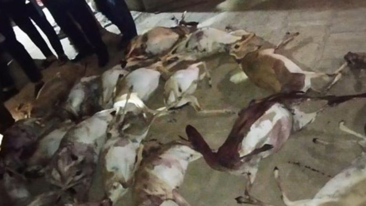 17 туш джейранов изъяли у браконьера в Мангистау