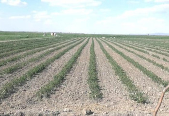 Шиелілік отбасыларға 1520 гектар жер бөлінді