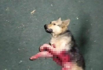 Оралда ер адам итін балаларының көзінше өлтіріп тастады