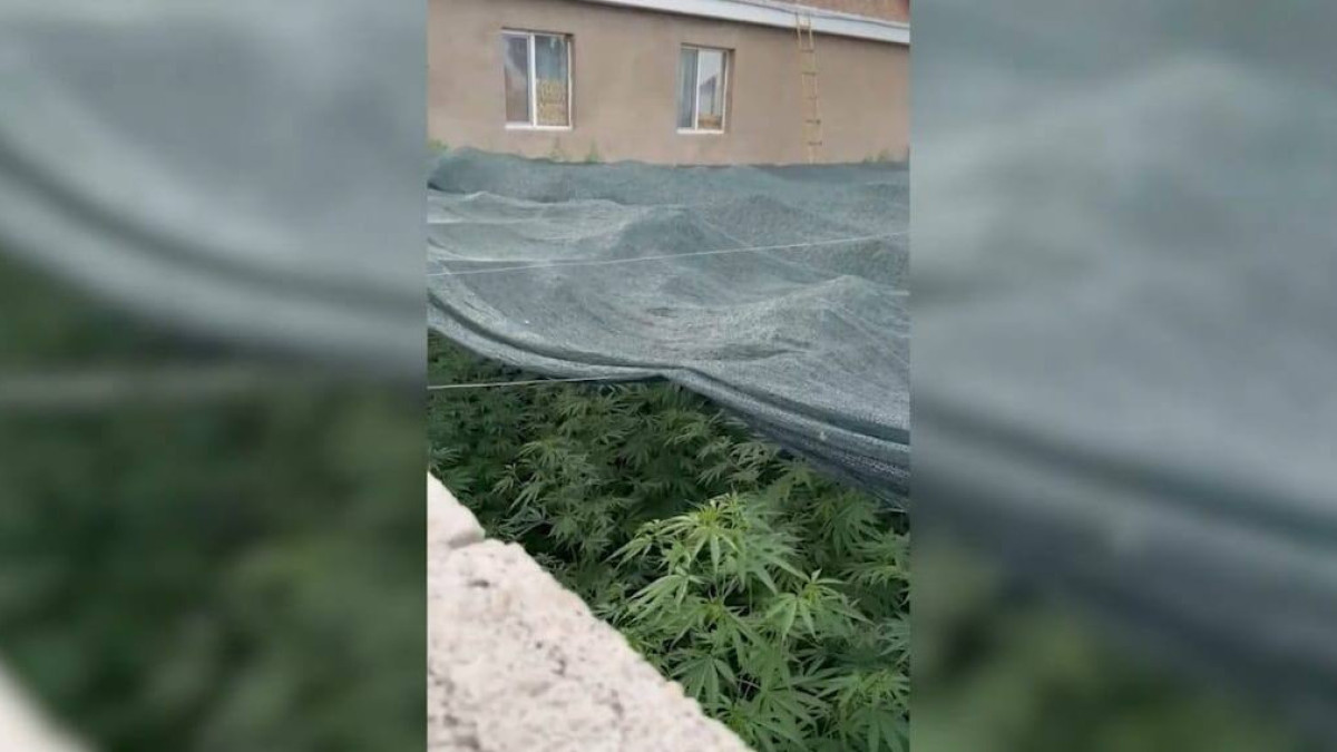 Беспилотник засек плантацию наркосодержащей конопли в Жамбылской области: видео