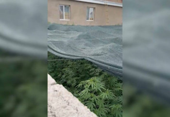 Полицейлер есірткі алқаптарын дрон көмегімен тапты