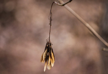 В дендропарке Шымкента засохли 2500 деревьев