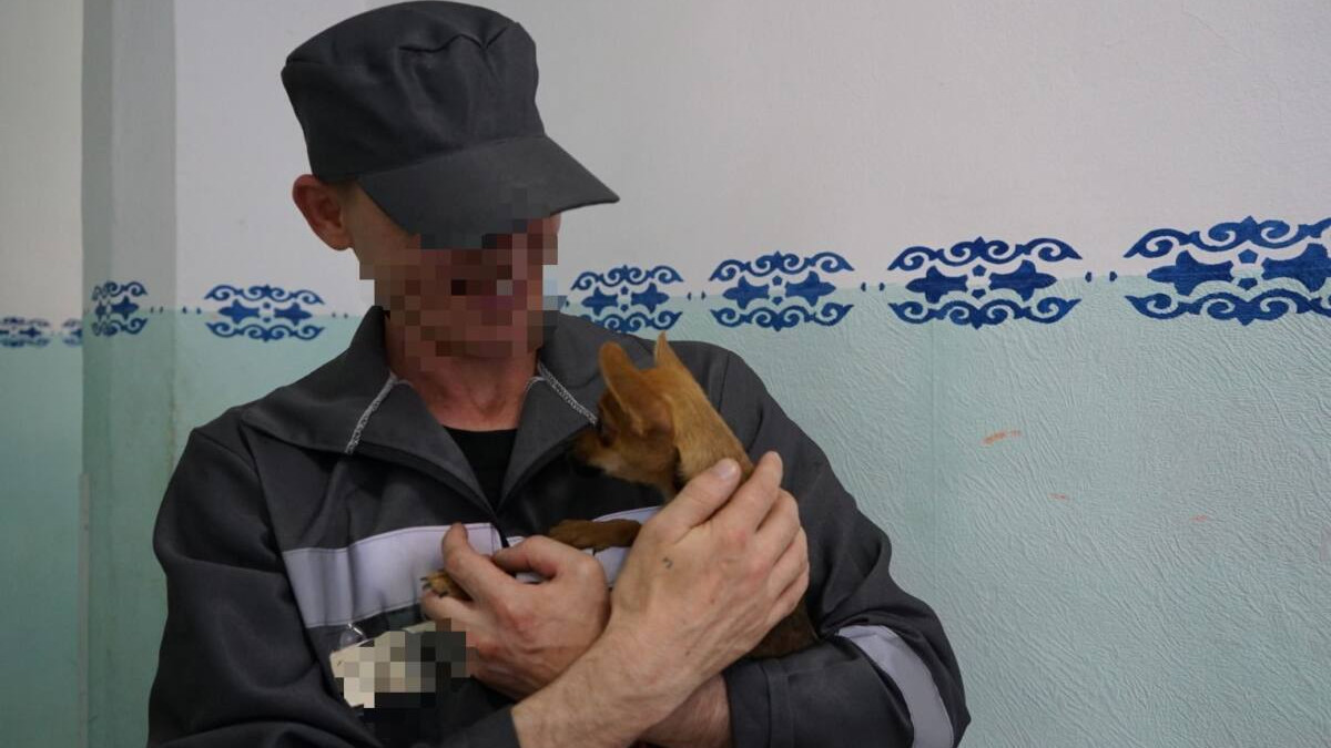 Хатико из Казахстана: собака ждала осужденного хозяина у двери дома каждый день