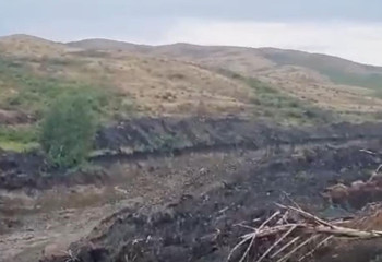 57 жылқы суға батып кетті: кәсіпкер алтын қазушыларды кінәлап отыр