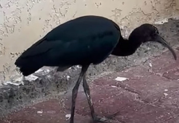 Краснокнижную птицу сняли на видео недалеко от Актау