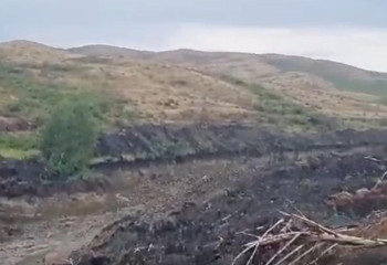 Информация о массовом отравлении лошадей в области Абай - фейк