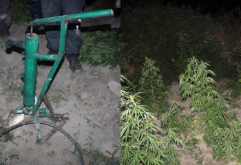 Қызылордада  ірі есірткі алқабы жойылды