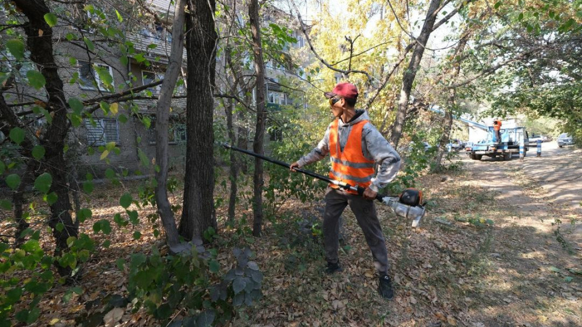 С помощью специальных технологий будут выявлять аварийные деревья в Алматы