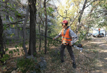 Алматыда апатты ағаштарды анықтау үшін заманауи технологиялар қолданылады