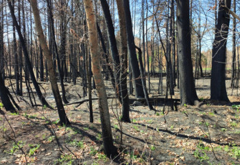 Шымкентте өрттен қайтыс болғандар саны 8 есе артты