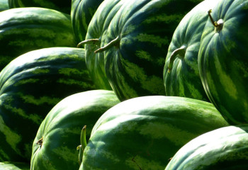 В Казахстане стали меньше выращивать арбузов и дынь - аналитики