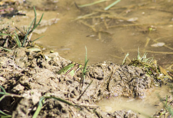 Тыңдайтын құлақ жоқ. Шалшық судан шаршаған қызылордалықтар мұңын айтты