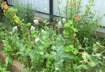 ШҚО-да бақшасында көкнар өсірген азамат құрықталды