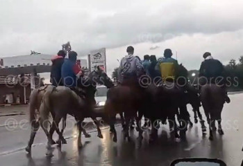 10 всадников играли в кокпар на Кульджинском тракте близ Алматы: МВД начало расследование