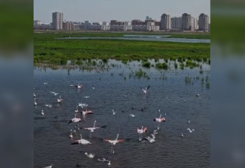 Розовых фламинго в Астане сняли на видео