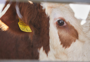 Забой скота и птицы в Казахстане за семь месяцев вырос на 4,1%