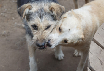 Астаналықтар үй жануарларына тегін чип орната алады