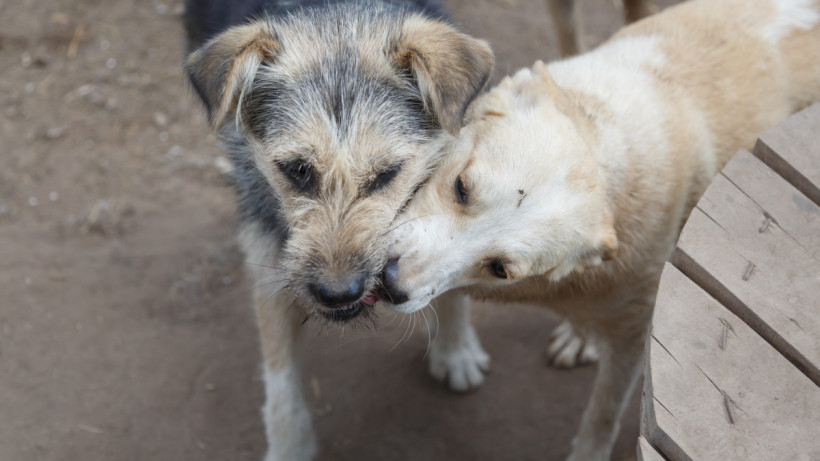  ©El.kz/Артем ЧУРСИНОВ 